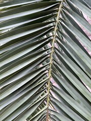 Palm leaf macro background texture