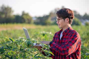 Asian men use laptop check tapioca fram. new technology agriculture. cassava plantation. cassava...