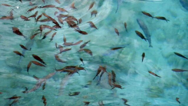 4K.Puffer Fish and Damselfish on shallow water surface.Lagocephalus sceleratus is referred to names: pufferfish puffers balloonfish blowfish bubblefish globefish swellfish sea squab porcupinefish.