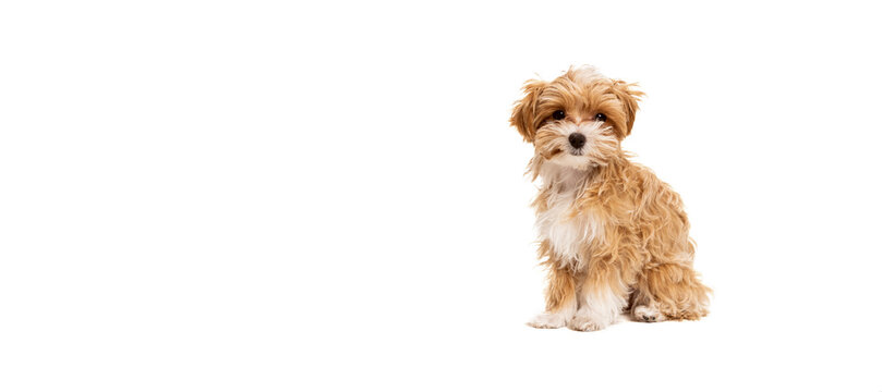 Flyer with cute dog, maltipoo golden color posing isolated over white background. Concept of beauty, breed, pets, animal life.