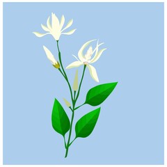 Beautiful Flower, Illustration of White Michelia Alba or White Champaca Flowers with Green Leaves on Tree Branches.

