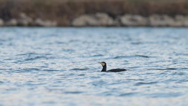 Cormorant swimming on a pond slow motion