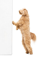 Studio shot of dog, maltipoo golden color posing isolated over white background. Concept of beauty, breed, pets, animal life.