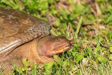 The Florida softshell turtle (Apalone ferox)