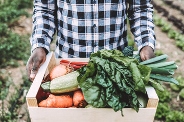 African farmer man holding wood box with fresh organic vegetables - Healthy food and harvest...