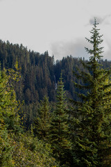 forest in the mountains
