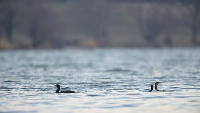 Cormorants swimming and fishing in a pond