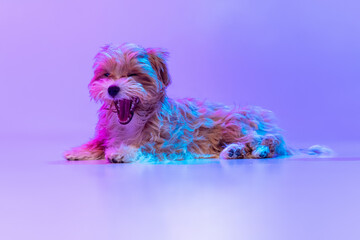 Portrait of cute dog, maltipoo golden color lying on floor isolated on lilac color background in neon light. Concept of beauty, breed, pets, animal life.