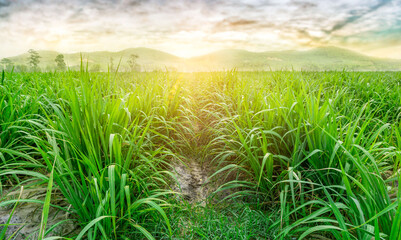 Agriculture, Sugarcane field at sunset. sugarcane is a grass of poaceae family. it taste sweet and...