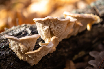 mushrooms on a tree