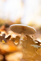 mushroom in the forest