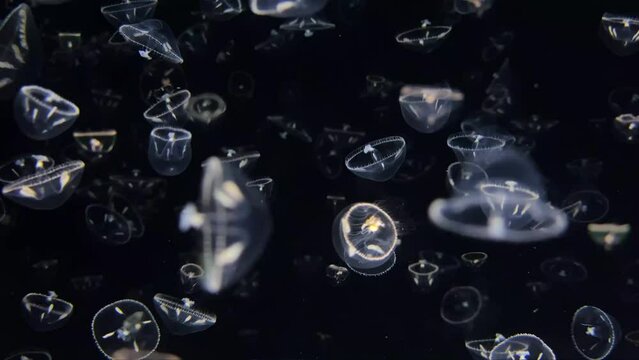 Umbrella jellyfish, Turritopsis nutricula Jellyfish, floating like a UFO