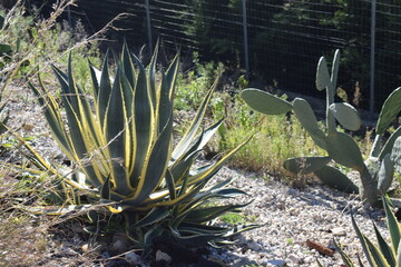 Agave americana var. variegata plant with yellow and green leaves