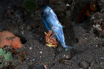 Mantis Shrimp feeding on a dead tuna. Underwater night life of Tulamben, Bali, Indonesia.
