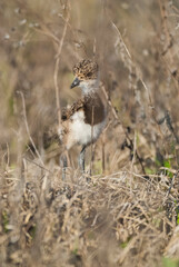 Obraz na płótnie Canvas Southern Lapwing chick in grassland, La Pampa Argentina.
