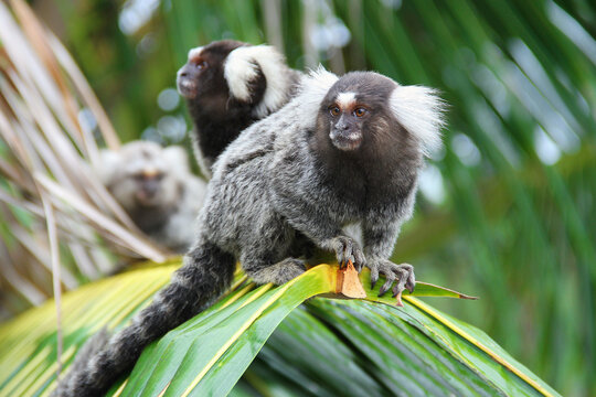 Brazilian marmoset monkey