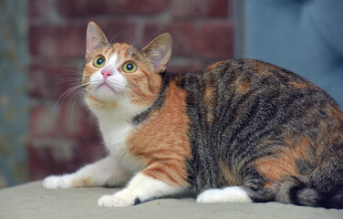 Naklejka na ściany i meble shorthair cute tricolor cat on the sofa