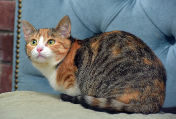 Fototapeta na wymiar shorthair cute tricolor cat on the sofa