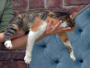 cute tricolor cat in hands