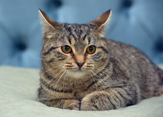 cute tabby brown cat european shorthair