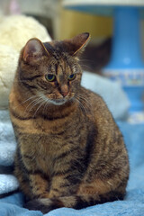 cute tabby brown cat european shorthair