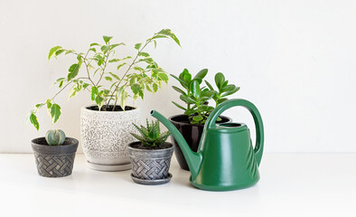 Greening home with houseplants. Eco lifestyle and hobby. Copy space.
