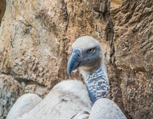 A close-up of a rare Cape Vulture in the Eastern Cape, South Africa