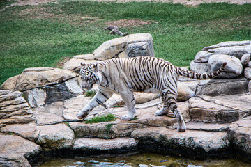 Fototapeta na wymiar A rare White Bengal Tiger stalks around a water hole. This unusual condition is caused by faulty pigmentation .