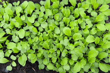 Growing seedlings in a greenhouse.