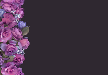 Fototapeta na wymiar Floral banner, header with copy space. Purple roses isolated on dark background. Natural flowers wallpaper or greeting card.