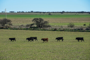 Fototapeta premium Cattle in pampas countryside, La Pampa, Argentina.