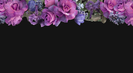 Floral banner, header with copy space. Purple roses isolated on dark background. Natural flowers wallpaper or greeting card.