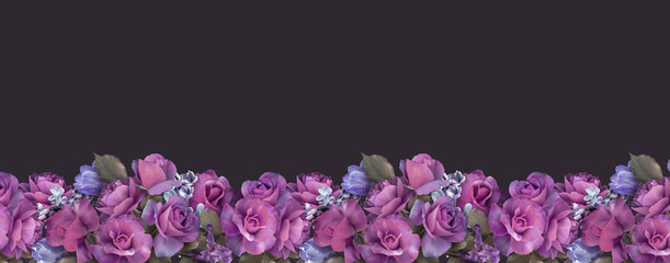 Floral banner, header with copy space. Purple roses isolated on dark background. Natural flowers wallpaper or greeting card.