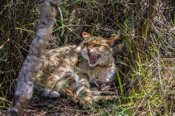 A Wild Cat bares its teeth at an intruder in the Eastern Cape, South Africa