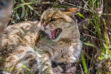 A Wild Cat bares its teeth at an intruder in the Eastern Cape, South Africa