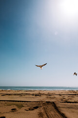 Gaviota volando en la playa en verano