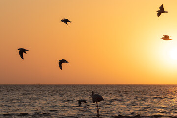 Bandada de pájaros volando en el atardecer