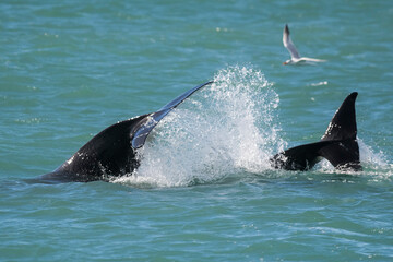 Killer whale hunting sea lions,Peninsula Valdes, Patagonia Argentina