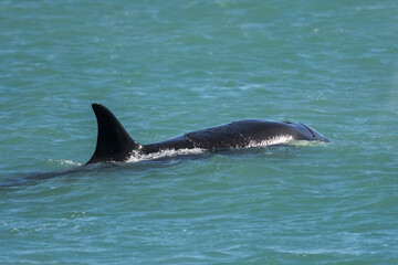 Killer whale hunting sea lions,Peninsula Valdes, Patagonia Argentina