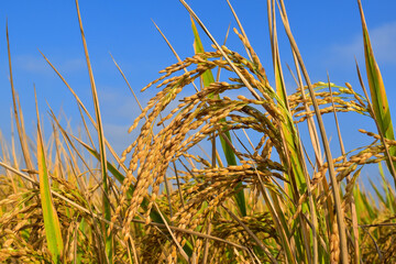 Close up shot of the golden rice panicle with blue sky background. Fully organic farming.
Beautiful dry paddy seeds.
