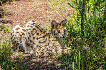A Serval lying in the grass on full alert in the Eastern Cape, South Africa