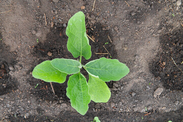 Planting an eggplant sprout.organic farming.