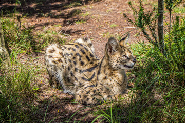 Naklejka na ściany i meble A Serval lying in the grass on full alert in the Eastern Cape, South Africa