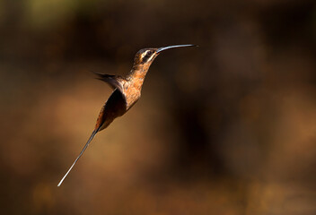 Large Hummingbird with curved beak and long tail with white tips. Savannas bird: Planalto hermit (Phaethornis pretrei). Selective Focus. Brown and orange colors. Copy Space. © Waldemar Seehagen