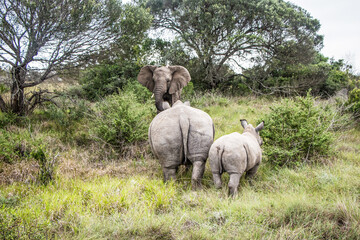 A female White Rhinocerous with her calf confronts a belligerent young Elephant in the Eastern...