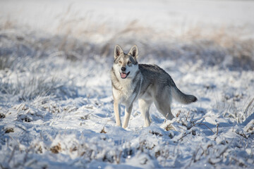 Fototapeta na wymiar Saarloos wolf dog in snow winter animal