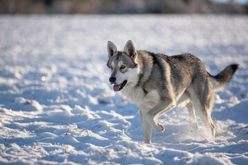 Saarloos wolf dog in snow winter animal