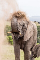 Fototapeta na wymiar A female Elephant throwing dust over herself with her calf in the Eastern Cape, South Africa