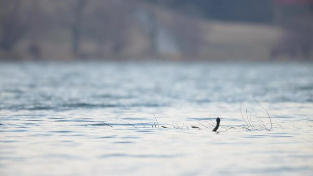 Cormorants swimming and fishing in a pond