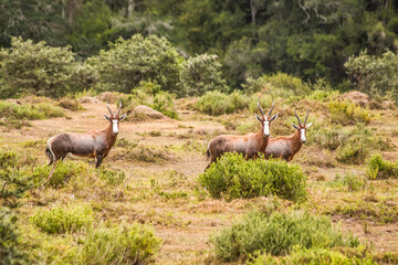 Three adult Blesboks in a valley in the Eastern Cape, South Africa